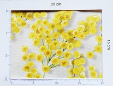 画像12: 「J即納」廃盤はぎれ70×50：ミミ・モサ（クリームベースイエロー） (12)